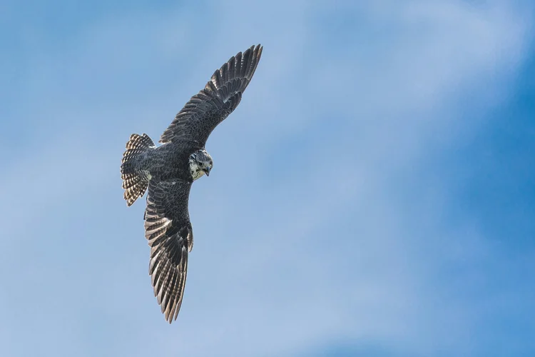 Falconry & Folklore Encounter